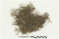 藏品(臺灣擬扭葉苔)的圖片